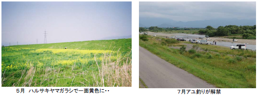 (左写真)5月ハルサキヤマガラシで一面黄色に　(右写真)7月鮎釣りが解禁