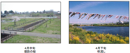 (左写真)4月中旬　堤防の桜　(右写真)4月下旬　吹流し