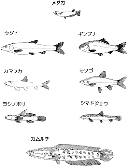 図─2　猪苗代湖に生息する魚