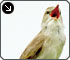 河川敷の草地や林を利用する鳥 カッコウの悪知恵の詳細へリンクします。