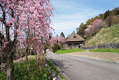 日本の原風景「枝垂れ桜の咲く里への回り道」