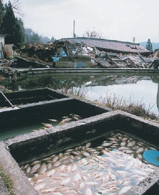 写真1−2−9倒壊した家屋とニシキゴイの被害　（小千谷市）