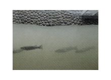 川をのぼる魚（サケ）が見れる魚道観察室