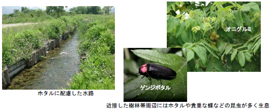 (左写真)ホタルに配慮した水路　(右写真)近接した樹林帯周辺にはホタルや貴重な蝶などの昆虫が多く生息