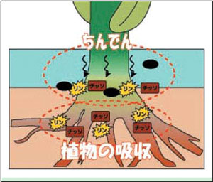 植生浄化池の仕組み