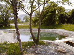 イトヨ観察池