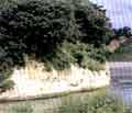 阿賀川に露出する和泉層と七折坂層(会津坂下町長井)写真