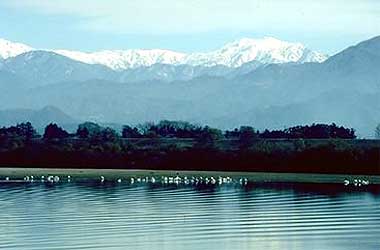 阿賀野川八景-白鳥たちの憩い