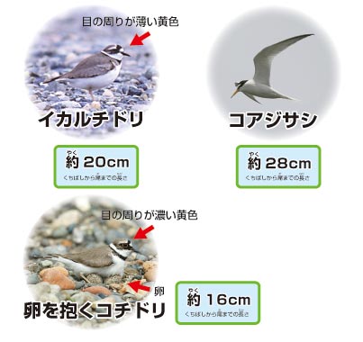 砂利や砂洲で生活する鳥の解説