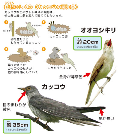 托卵のしくみと河川敷の草地や林を利用する鳥の解説画像