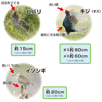 河川敷の草地で生活する鳥の解説