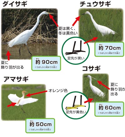 白サギの仲間の解説