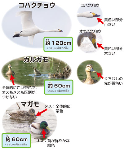 鳥の解説画像