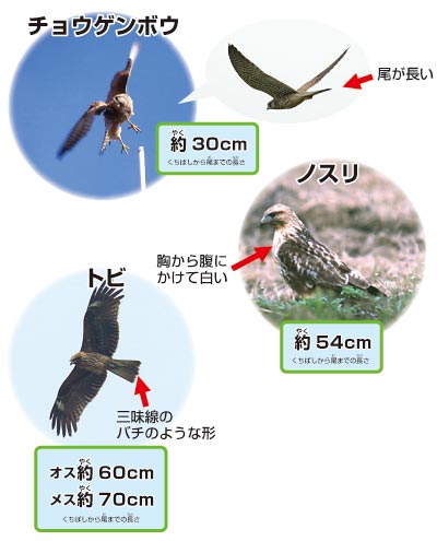 タカ類の解説