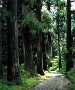 慈光寺のスギ並木