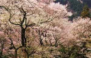 小山田彼岸桜樹林