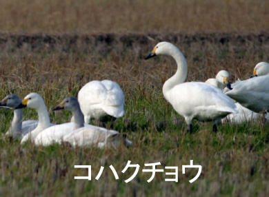 コハクチョウ