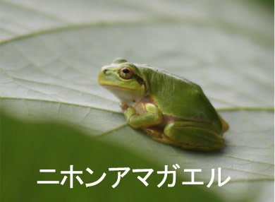 ニホンアマガエル