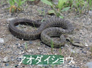 アオダイショウ