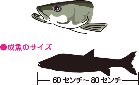 成魚の大きさ：60～80センチ