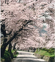 発電所脇公園の桜