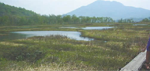 尾瀬の高層湿原風景