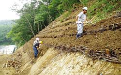 写真：間伐材を生かした法面保護工