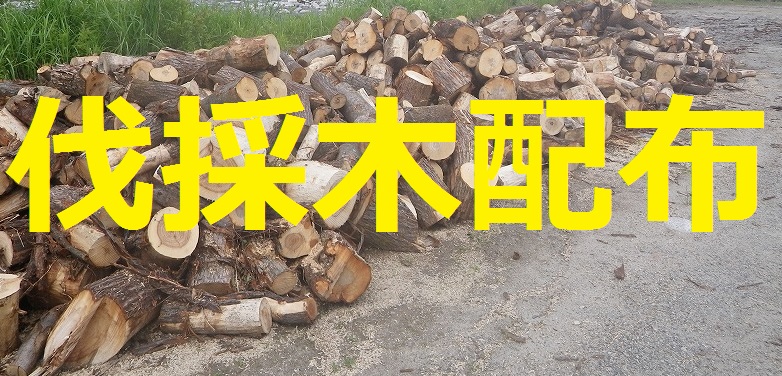 伐採木配布