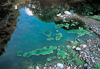 藻類の発生状況(維持放流前)