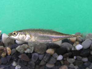 魚類特定種：トミヨ