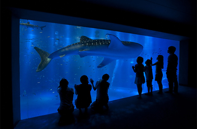 のとじま水族館の写真