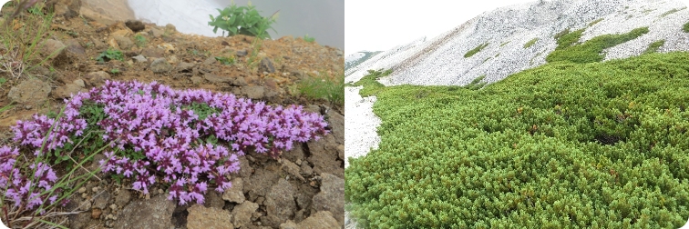 高山風衝草原植生／高山低木群落