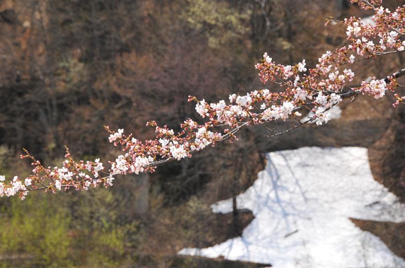 ダム下流の桜