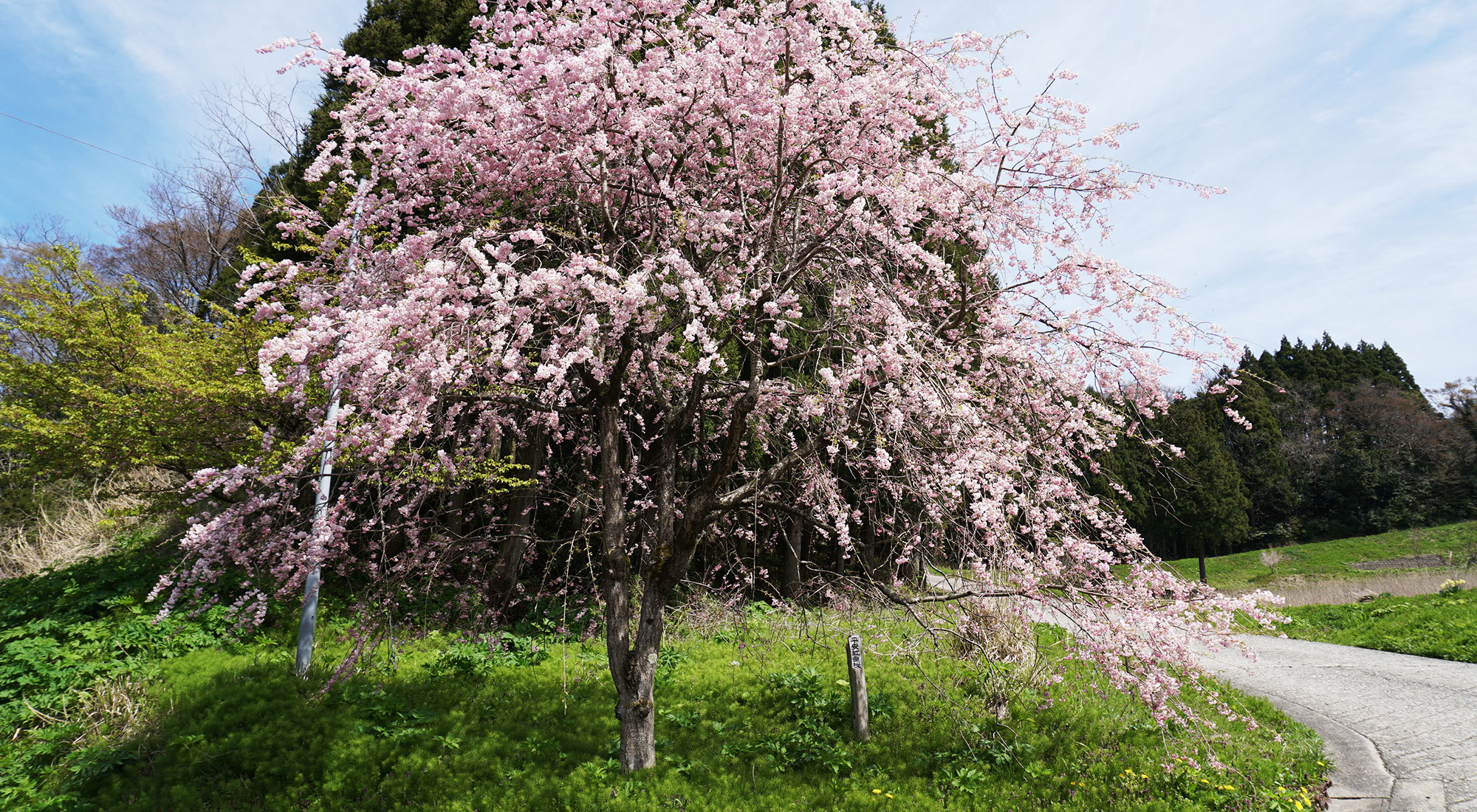 日本の原風景「枝垂れ桜の咲く里への回り道」