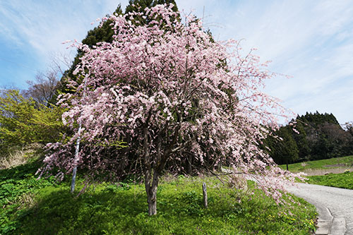 棚田・枝垂れ桜・茅葺き古民家