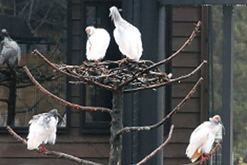 トキの森公園