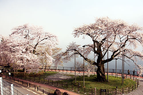 荘川桜