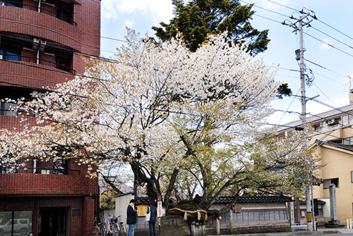 金沢城下 野町・弥生・誘い街道