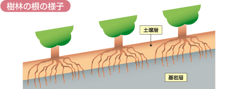 森林の土砂流出抑制機能イメージ