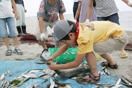 捕れた魚の観察