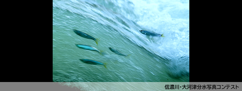 信濃川・大河津分水写真コンテスト