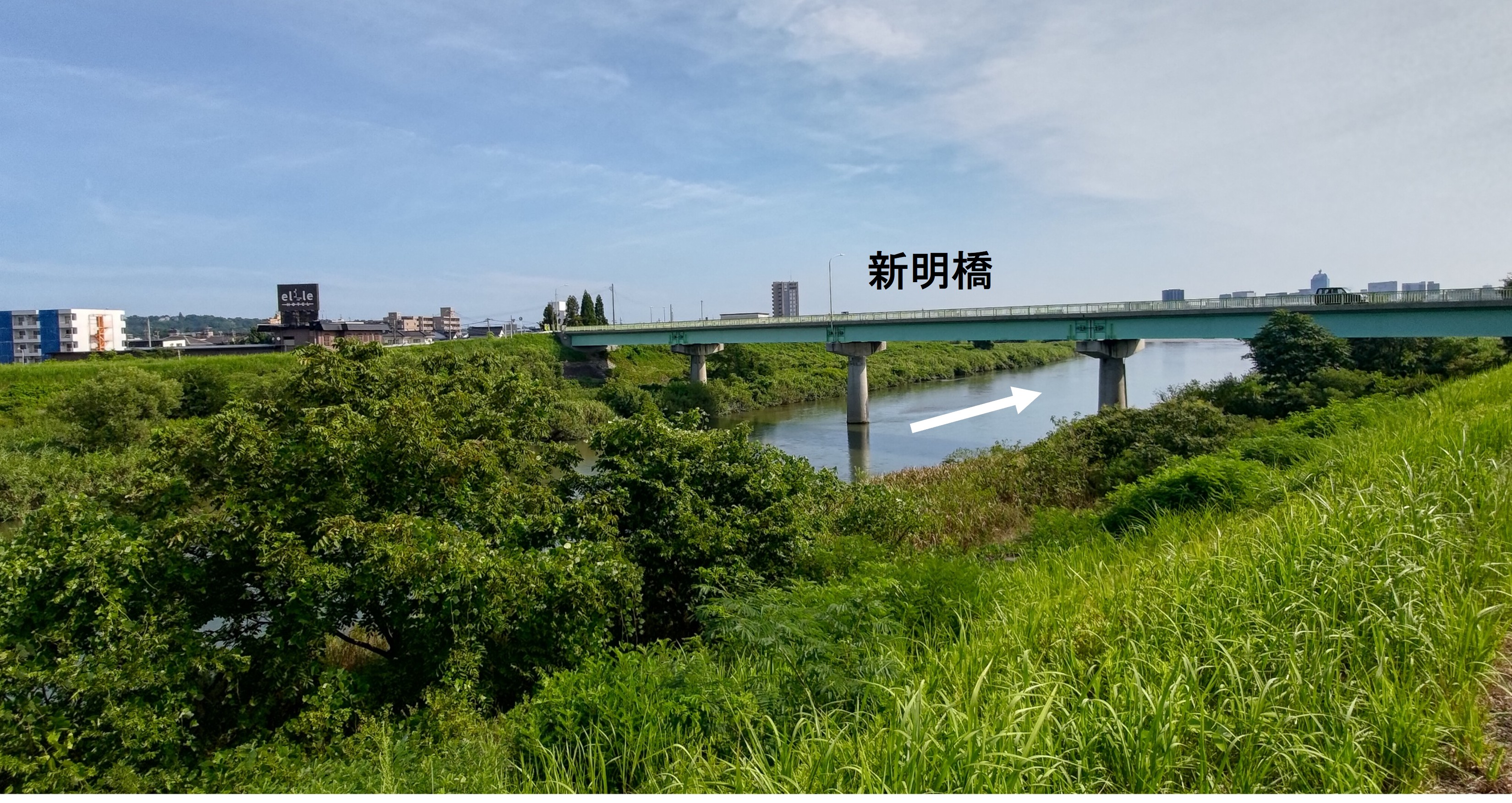 伐採前