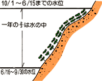 図：植物の生える様子