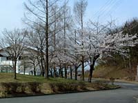 写真：桜