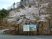 写真：桜