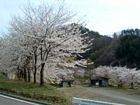 写真：桜