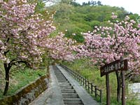 写真：八重桜