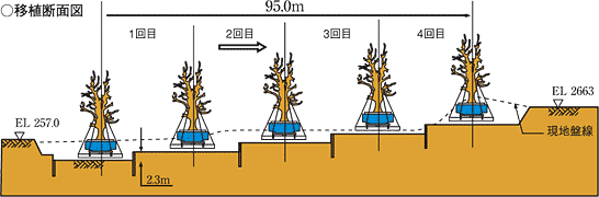 移植断面図